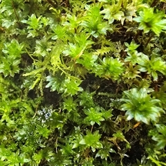 Unverified Lichen, Mosses, Liverworts & Horworts or other Bryophyte at Paddys River, ACT - 22 Aug 2025 by Mike