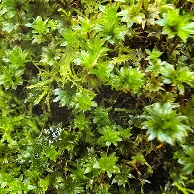 Unverified Lichen, Mosses, Liverworts & Horworts or other Bryophyte at Paddys River, ACT - 22 Aug 2025 by Mike