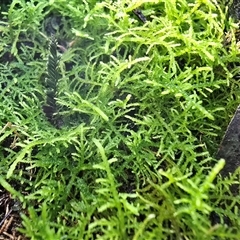 Unverified Lichen, Mosses, Liverworts & Horworts or other Bryophyte at Paddys River, ACT - 22 Aug 2025 by Mike
