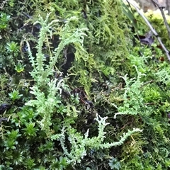 Unverified Lichen at Paddys River, ACT - 22 Aug 2025 by Mike