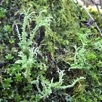 Unverified Lichen at Paddys River, ACT - 22 Aug 2025 by Mike