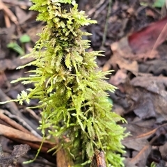 Unverified Moss, Liverwort or Hornwort at Paddys River, ACT - 22 Aug 2025 by Mike