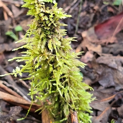 Unverified Moss, Liverwort or Hornwort at Paddys River, ACT - 22 Aug 2025 by Mike