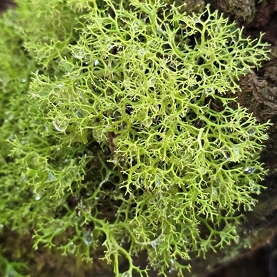Cladia sp. (genus) at Paddys River, ACT - 22 Aug 2025 by Mike