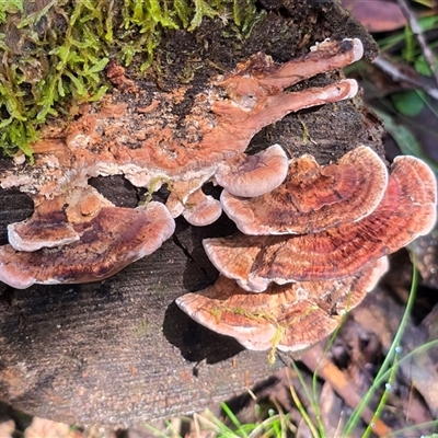 Rhodofomitopsis lilacinogilva complex (Lilac Shelf Fungus) at Paddys River, ACT - 22 Aug 2025 by Mike