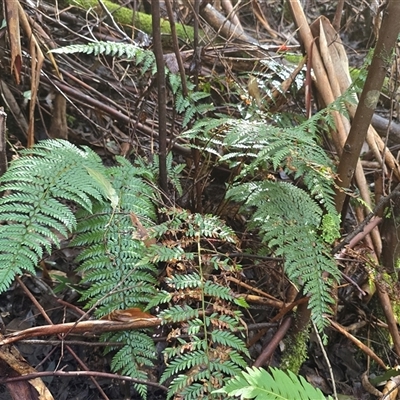 Polystichum proliferum (Mother Shield Fern) at Paddys River, ACT - 22 Aug 2025 by Mike