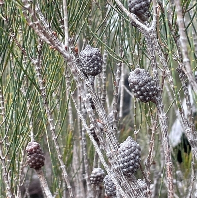 Allocasuarina distyla (Shrubby Sheoak) at Wattle Ridge, NSW - 19 Aug 2025 by JaneR