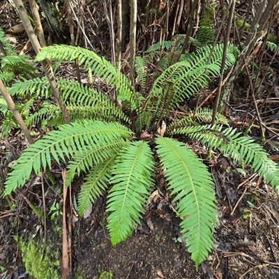 Blechnum nudum (Fishbone Water Fern) at Paddys River, ACT - 22 Aug 2025 by Mike