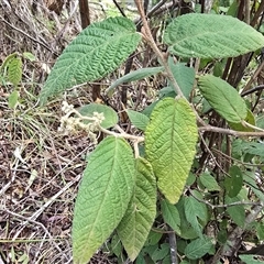Pomaderris aspera (Hazel Pomaderris) at Kambah, ACT - 22 Aug 2025 by Mike
