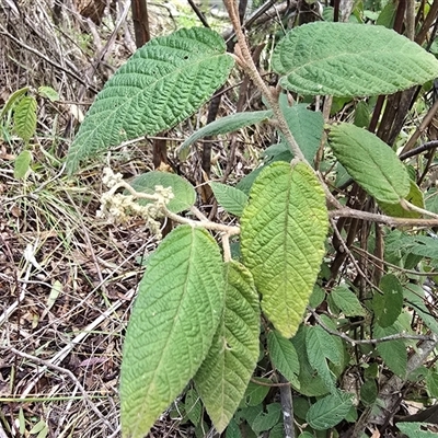 Pomaderris aspera (Hazel Pomaderris) at Kambah, ACT - 22 Aug 2025 by Mike