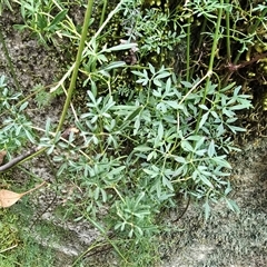 Clematis leptophylla (Small-leaf Clematis, Old Man's Beard) at Kambah, ACT - 22 Aug 2025 by Mike