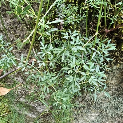 Clematis leptophylla (Small-leaf Clematis, Old Man's Beard) at Kambah, ACT - 22 Aug 2025 by Mike