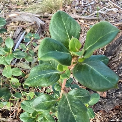 Coprosma hirtella (Currant Bush) at Kambah, ACT - 22 Aug 2025 by Mike