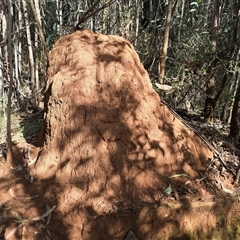 Coptotermes lacteus (Milk Termite) at Paddys River, ACT - 22 Aug 2025 by Mike