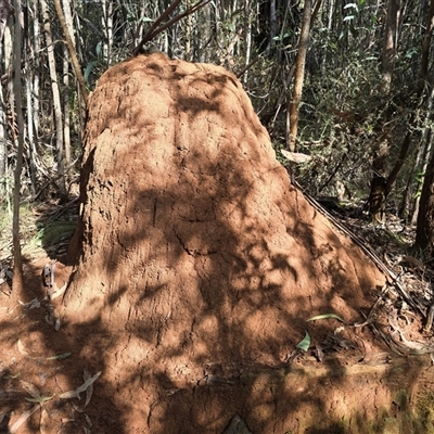 Coptotermes lacteus (Milk Termite) at Paddys River, ACT - 22 Aug 2025 by Mike
