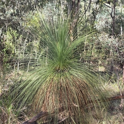 Xanthorrhoea glauca subsp. angustifolia (Grey Grass-tree) at Paddys River, ACT - 22 Aug 2025 by Mike