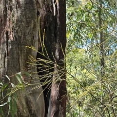 Exocarpos strictus (Dwarf Cherry) at Paddys River, ACT - 22 Aug 2025 by Mike