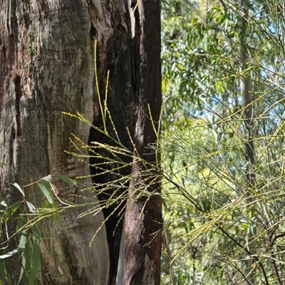 Exocarpos strictus (Dwarf Cherry) at Paddys River, ACT - 22 Aug 2025 by Mike
