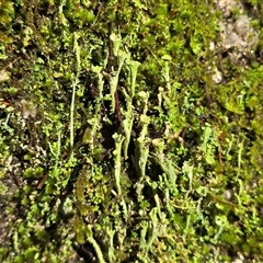 Cladonia sp. (genus) (Cup Lichen) at Paddys River, ACT - 22 Aug 2025 by Mike
