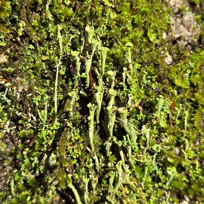 Cladonia sp. (genus) (Cup Lichen) at Paddys River, ACT - 22 Aug 2025 by Mike