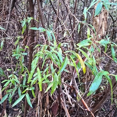 Olearia lirata at Paddys River, ACT - 22 Aug 2025 by Mike