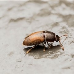 Unverified Beetle (Coleoptera) at Acton, ACT - 22 Aug 2025 by Roger