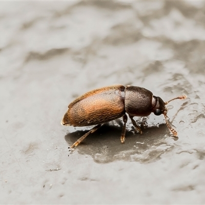 Unverified Beetle (Coleoptera) at Acton, ACT - 22 Aug 2025 by Roger