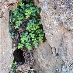 Asplenium subglandulosum (Blanket Fern) at Hawker, ACT - 23 Aug 2025 by sangio7