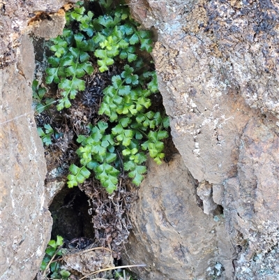 Asplenium subglandulosum (Blanket Fern) at Hawker, ACT - 23 Aug 2025 by sangio7