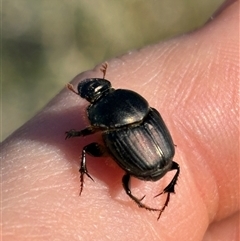Onthophagus sp. (genus) (Dung beetle) at Weetangera, ACT - 22 Aug 2025 by LeahColebrook