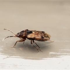 Botocudo ornatulus at Acton, ACT - 22 Aug 2025 by Roger