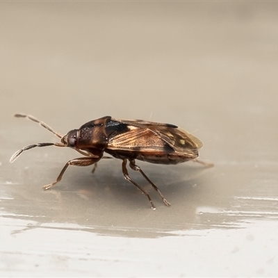 Botocudo ornatulus at Acton, ACT - 22 Aug 2025 by Roger