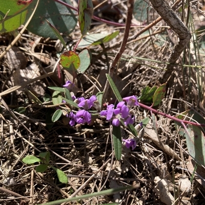 Hovea heterophylla (Common Hovea) at Campbell, ACT - 23 Aug 2025 by SilkeSma