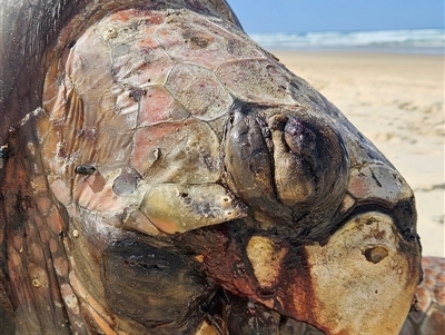 Chelodina longicollis at Cooloola, QLD - 23 Aug 2025 by AaronClausen