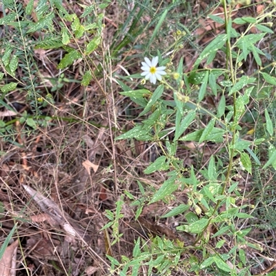 Unverified Other Wildflower or Herb at Caparra, NSW - 19 Aug 2025 by maznee