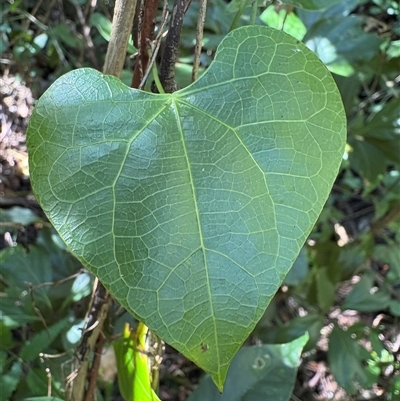 Sarcopetalum harveyanum (Pearl Vine) at Caparra, NSW - 17 Aug 2025 by maznee