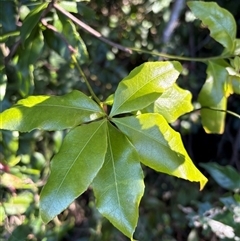 Denhamia celastroides at Caparra, NSW - 23 Aug 2025 by maznee