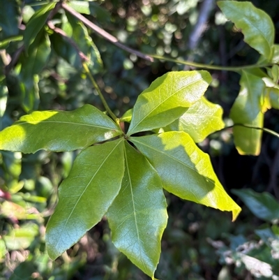 Denhamia celastroides at Caparra, NSW - 23 Aug 2025 by maznee