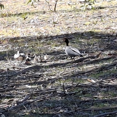 Chenonetta jubata (Australian Wood Duck) at Hill Top, NSW - 23 Aug 2025 by dgw2