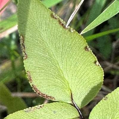 Pellaea falcata (Sickle Fern) at Kangaroo Valley, NSW - 23 Aug 2025 by lbradley