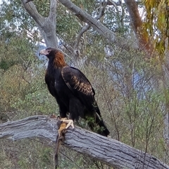 Aquila audax (Wedge-tailed Eagle) at Isaacs, ACT - 23 Aug 2025 by Mike