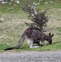 Macropus giganteus (Eastern Grey Kangaroo) at Hill Top, NSW - 23 Aug 2025 by dgw2