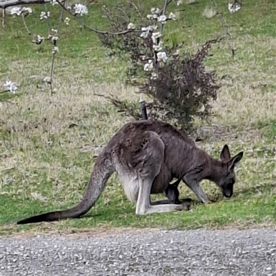 Macropus giganteus (Eastern Grey Kangaroo) at Hill Top, NSW - 23 Aug 2025 by dgw2