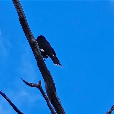 Strepera graculina (Pied Currawong) at Isaacs, ACT - 23 Aug 2025 by Mike
