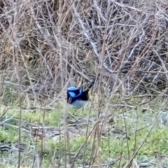 Malurus cyaneus (Superb Fairywren) at Isaacs, ACT - 23 Aug 2025 by Mike