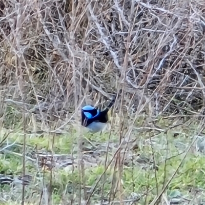 Malurus cyaneus (Superb Fairywren) at Isaacs, ACT - 23 Aug 2025 by Mike