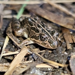 Limnodynastes tasmaniensis (Spotted Grass Frog) at Braidwood, NSW - 23 Aug 2025 by MatthewFrawley