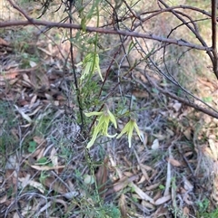 Clematis leptophylla (Small-leaf Clematis, Old Man's Beard) at Fraser, ACT - 23 Aug 2025 by Rosie