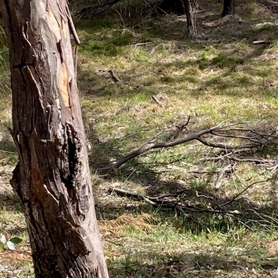 Colluricincla harmonica (Grey Shrikethrush) at Fraser, ACT - 23 Aug 2025 by Rosie