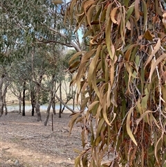 Amyema pendula subsp. pendula (Drooping Mistletoe) at Nicholls, ACT - 16 Aug 2025 by Rosie